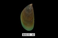 藏品(綠殼菜蛤)的圖片